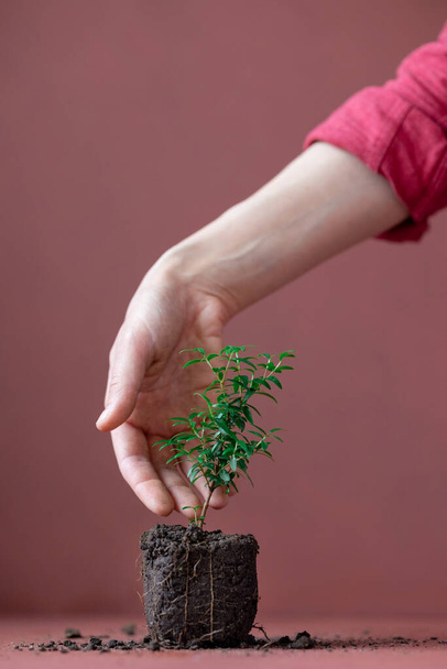 myrtle plant on a terracotta background and a womans hand, flower with soil, beginning of a new life - Fotoğraf, Görsel