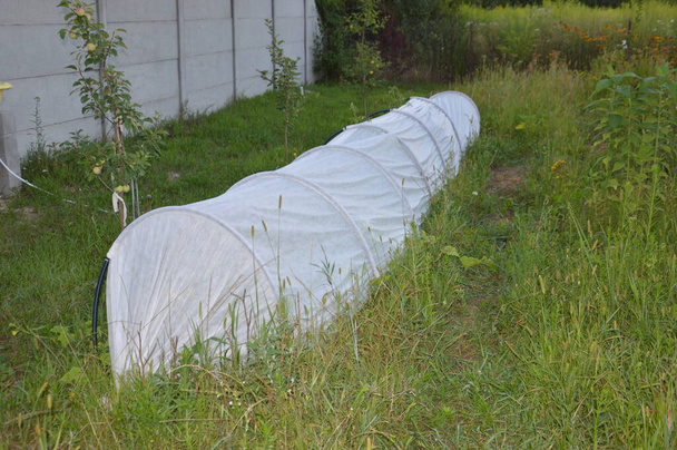Καλυμμένο λευκό θερμοκήπιο για καλλιέργεια λαχανικών - Φωτογραφία, εικόνα