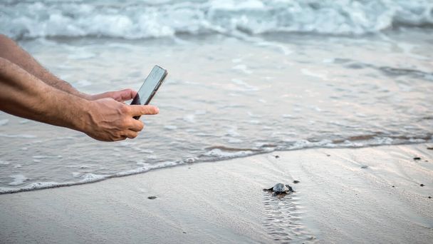 Manos humanas con un teléfono inteligente haciendo foto de tortuga marina salvaje eclosionando en la playa. Vida silvestre concepto de fotografía móvil - Foto, imagen