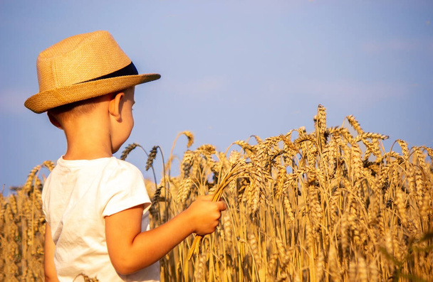 Child in a wheat field hugging a grain harvest. Farm. Nature, Selective focus - Fotoğraf, Görsel