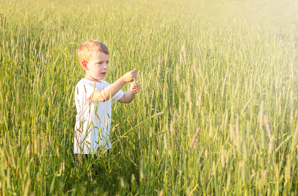 Petit garçon dans le champ au coucher du soleil regarde les oreilles - Photo, image