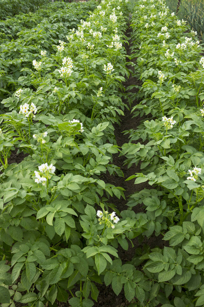 Řady kvetoucích brambor na malém poli v letní sezóně - Fotografie, Obrázek