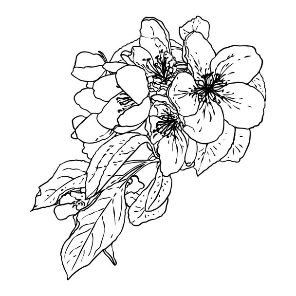 Сакура-твиг. Квіткова гілка. Національні квіти Японії ботанічні ілюстрації чорно-білими. Ручний малюнок стовбура дерева з бруньками і квітами, листям, пелюстками. Вектор. - Вектор, зображення