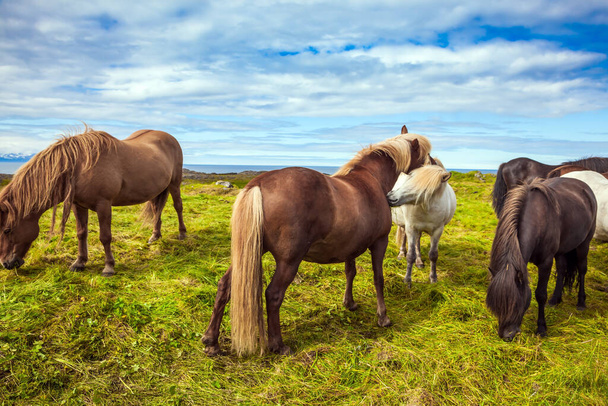 Well-groomed Icelandic horses on a free pasture. Thoroughbred and beautiful horses with light manes and tails. Green fresh tall grass in summer tundra. Iceland. Journey of dreams. - Foto, Imagem
