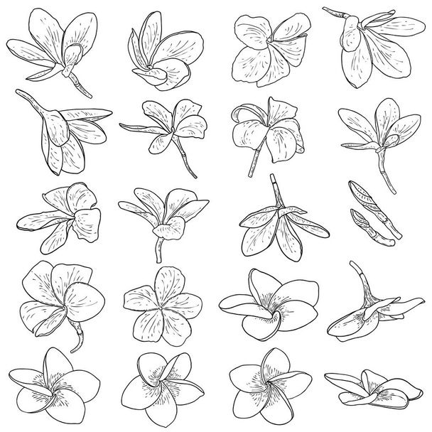 Plumeria blooms hand drawn set. Exotic flowers blooming from tropics set. Traditional floral foliage from Hawaii, Bali collection. Open buds Plumeria petals drawing line art. Vector. - Вектор,изображение