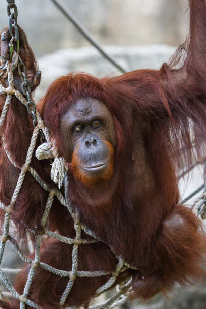 bornean orangutan  - Pongo pygmaeus - Фото, изображение
