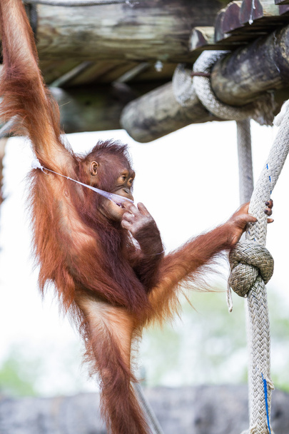 Orangutan Borneano - Pongo pygmaeus
 - Foto, Imagem