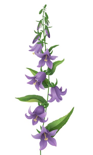 Bluebell flower. - Vector, Image
