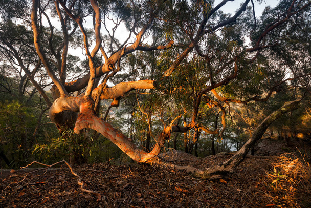 朝の日差しが木の枝に輝き - 写真・画像