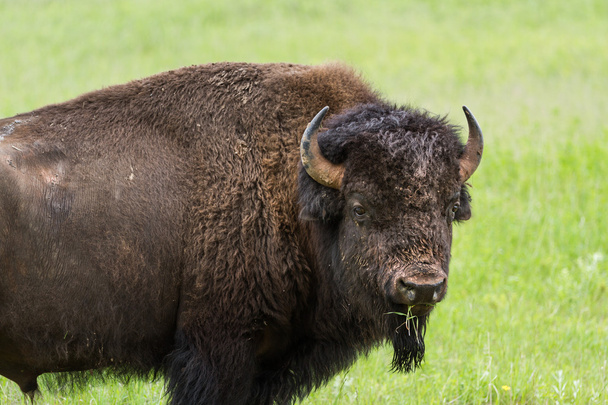 bufalo americano
  - Foto, imagen