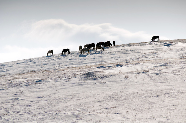 άλογα στο χιόνι - Φωτογραφία, εικόνα