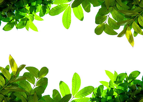 hojas verdes fondo - Foto, imagen