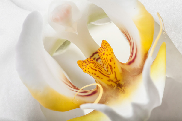 white orchid  - Fotografie, Obrázek