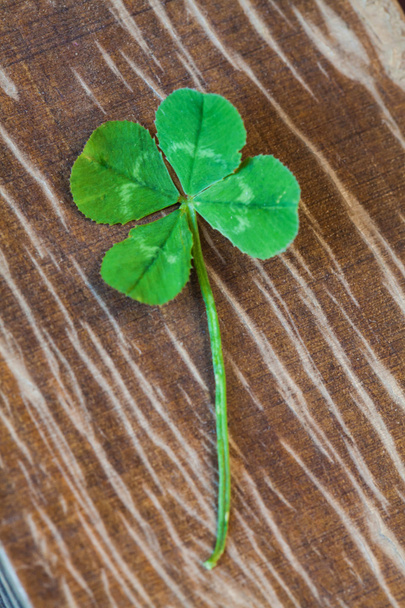 Trèfle à quatre feuilles symbole de bonne chance
 - Photo, image