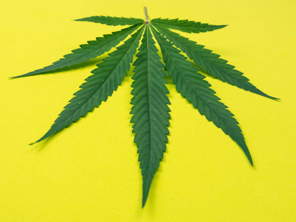 Gros plan de la feuille de cannabis sur fond jaune. - Photo, image