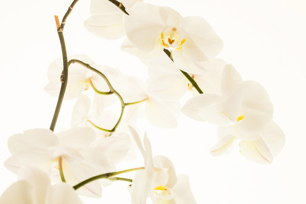 Orquídea branca
  - Foto, Imagem