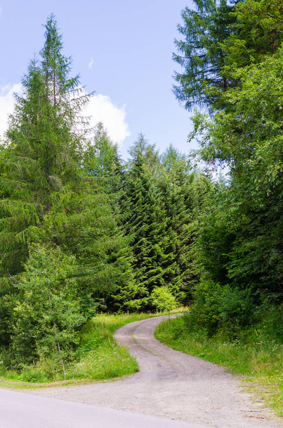 Dirt road in a coniferous forest on sunny summer day. - Фото, зображення