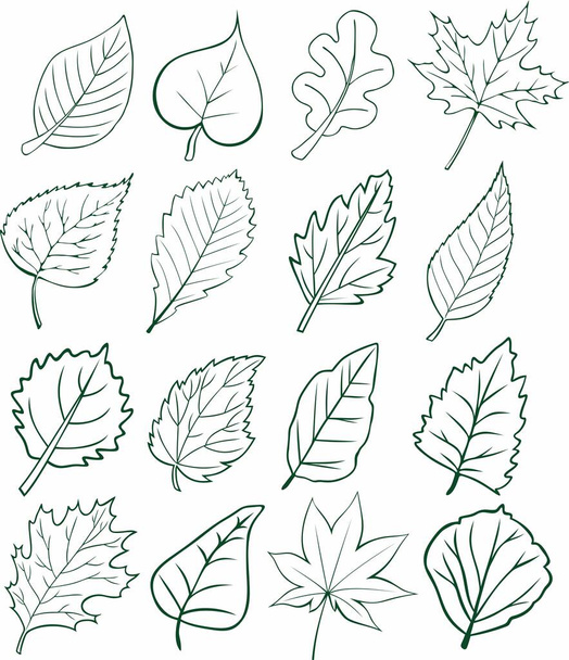 Monochrome vector leaves of different trees. oak maple lilac aspen - Вектор,изображение