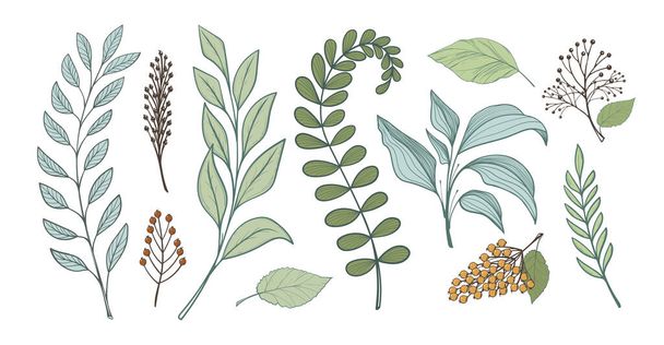 Bunch of leaves for design, linear handmade drawing. Branches of forest plants, fern grass. Full color flat vector illustration isolated on white background. - Wektor, obraz