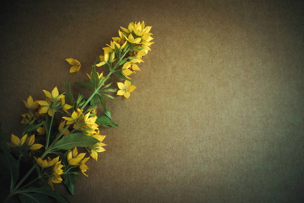 Un gambo di fiore verde con petali gialli su un isolato di cartone di carta, un posto per un'iscrizione - Foto, immagini