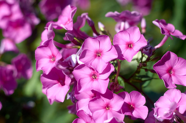 Floraison branche de phlox violet dans le jardin. Mise au point sélective floue douce. - Photo, image
