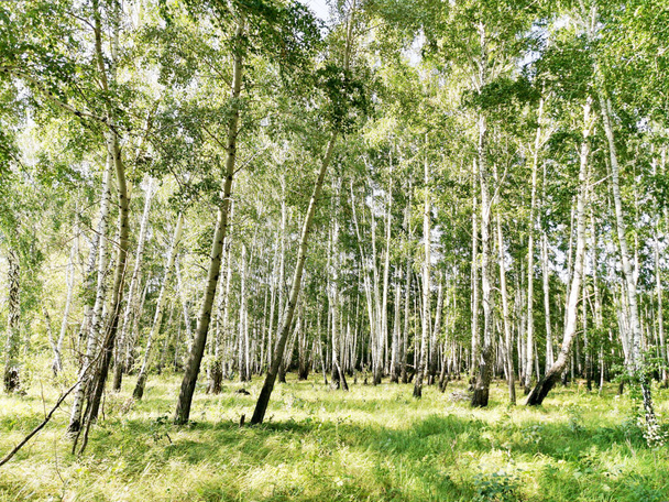 Belle forêt de bouleaux en été - Photo, image