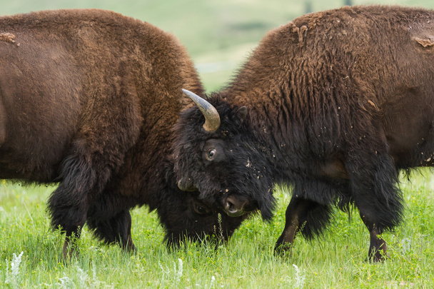 American buffalo  - Fotó, kép