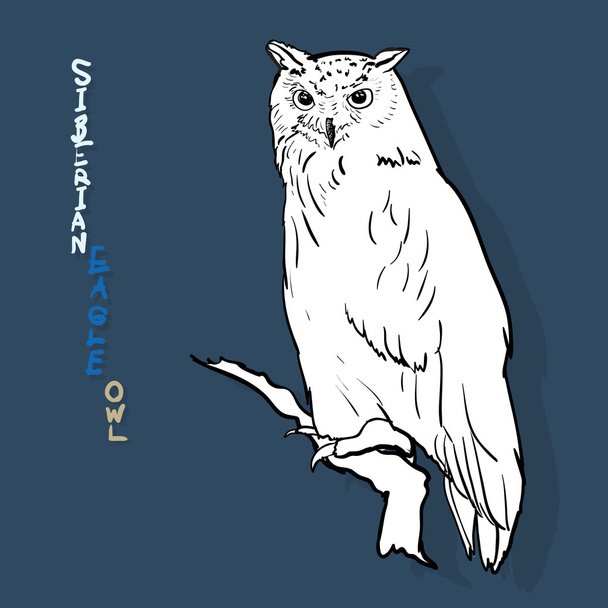 siberian eagle owl, or bubo bubo sibiricus.vector - Διάνυσμα, εικόνα