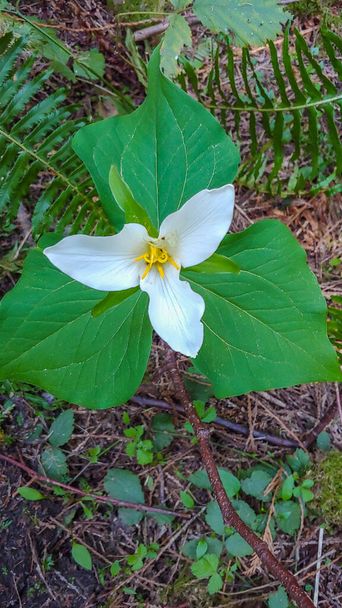 Pacific trillium (Trillium ovatum) is a species of flowering plant in the family Melanthiaceae. It is a perennial herbaceous plant that spreads by means of underground rhizomes. - Photo, Image