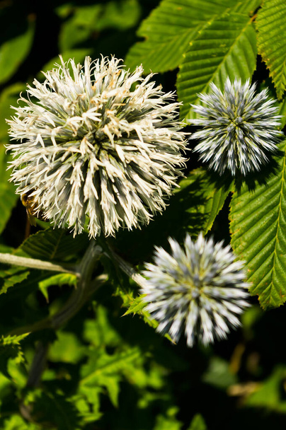 A plant called White-headed Whitethorn. The Latin name is Echinops sphaerocephalus. The seeds of this plant are used in folk medicine. - Photo, Image