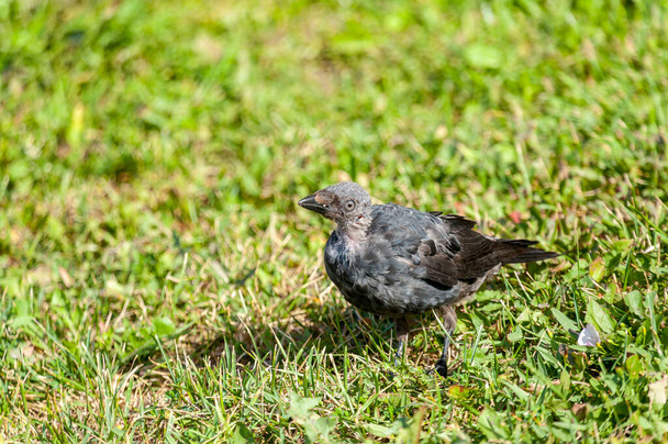 A jackdaw bird with a bald spot on its head - Zdjęcie, obraz