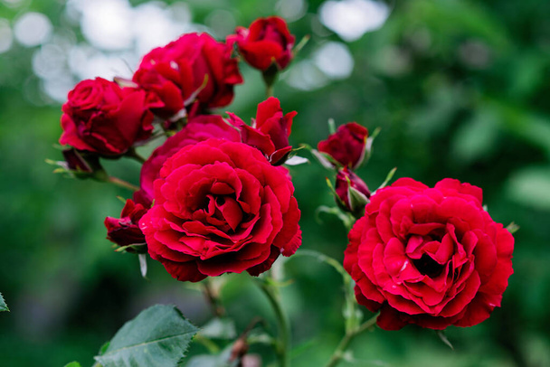 Beautiful blooming chinensis rose bush in a green summer garden. Soft selective focus. - Foto, Bild