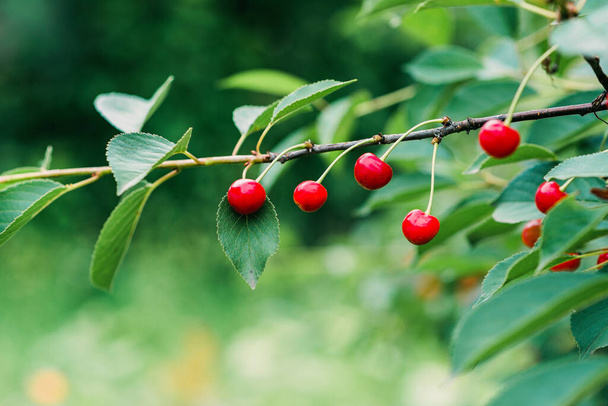 Bunches of ripe red cherries on a tree branch. Organics, agriculture. Soft selective focus. - Fotografie, Obrázek
