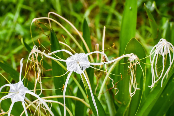 Λευκό λουλούδι βάλτου στον βάλτο με δροσιά μετά από βροχή. Native Florida κρίνο, Alligator κρίνο είναι ένα ποώδες πολυετές 2 πόδια ή λιγότερο σε ύψος, ενδημικό στη Φλόριντα. Ο κρίνος αλιγάτορας ανθίζει το καλοκαίρι, παράγοντας τα διακριτικά λευκά άνθη του στο sta - Φωτογραφία, εικόνα