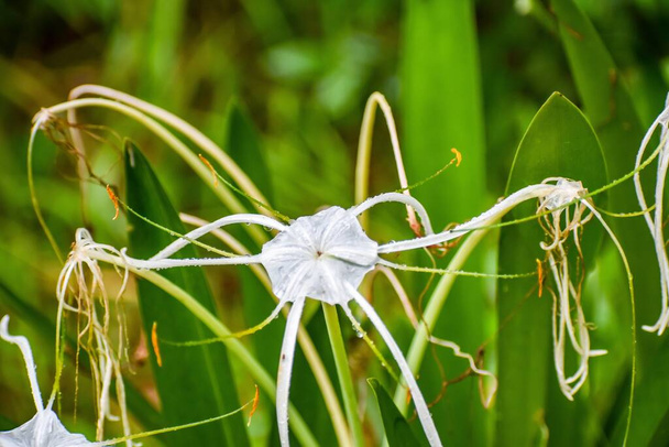 Біла квітка болота в болоті з росою після дощу. Лілія Алігатор (Alligator Lily) - рослинна багаторічна рослина висотою 2 фути або менше, ендемічна для Флориди. Лілійник Алігатор цвіте влітку, і квітка його яскраво - білої квітки росте на дереві. - Фото, зображення