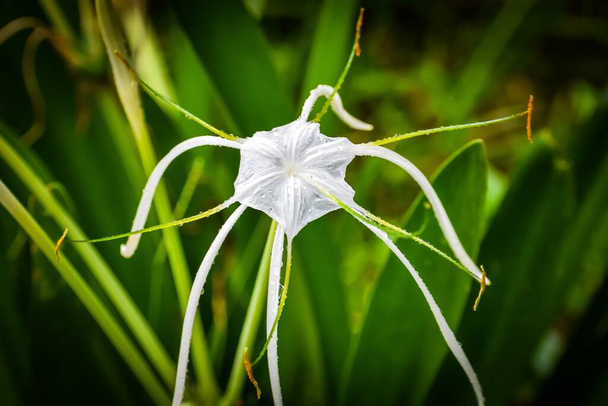 Біла квітка болота в болоті з росою після дощу. Лілія Алігатор (Alligator Lily) - рослинна багаторічна рослина висотою 2 фути або менше, ендемічна для Флориди. Лілійник Алігатор цвіте влітку, і квітка його яскраво - білої квітки росте на дереві. - Фото, зображення
