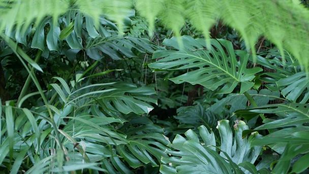 Exotic monstera jungle rainforest tropical atmosphere. Fresh juicy frond leaves, amazon dense overgrown deep forest. Dark natural greenery lush foliage. Evergreen ecosystem. Paradise calm aesthetic - Photo, Image