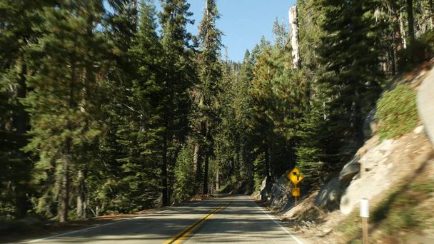 Autorijden in sequoia bos, perspectief vanuit de auto. Grote sequoia naaldbomen en weg bij Kings Canyon. Road trip in het nationale park van Noord-Californië, Verenigde Staten. Liftreizen - Foto, afbeelding