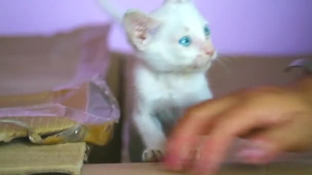 Λευκά αδέσποτα γατάκια υιοθετήθηκαν, παίζοντας άτακτα χαρούμενα - Πλάνα, βίντεο