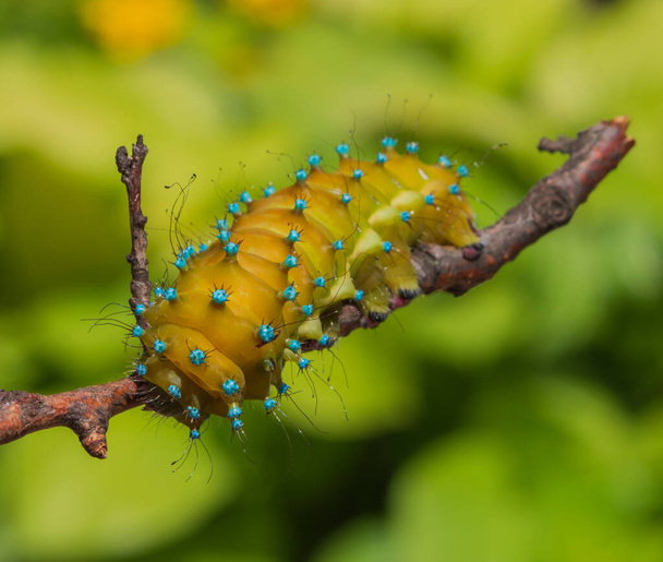 Bruco della farfalla pavone gigante Saturnia Piri su un ramo su uno sfondo verde di fogliame. Macro immagine con dettagli di verruche blu, punte e capelli, messa a fuoco selettiva. - Foto, immagini