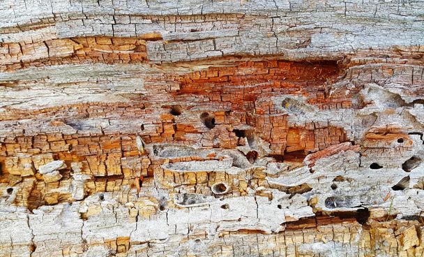 Textuur van rottend hout stam met scheuren en gaten, opgegeten door ongedierte, close-up. - Foto, afbeelding