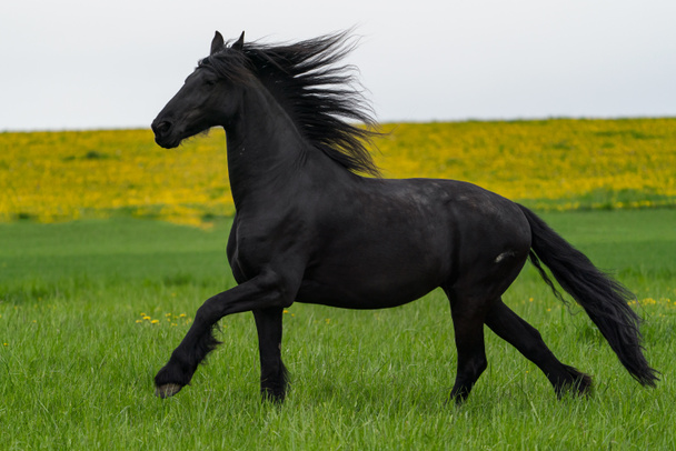 Musta friisiläinen hevonen juoksee laukkaa. - Valokuva, kuva