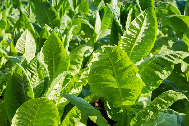 Grandes hojas jóvenes de plantas de tabaco en un campo, fragmento de primer plano en enfoque selectivo, fondo  - Foto, imagen