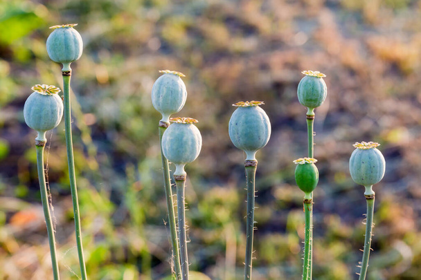 Capsule di semi arrotondate non mature di papavero su campo su fondo sfocato, coltivate per ottenere i semi commestibili - Foto, immagini