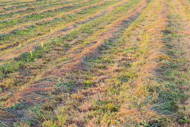 Windrows de heno segado ligeramente lento en un campo al atardecer, enfoque selectivo - Foto, Imagen