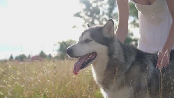  vrouwen handen huisdier alaskan malamute hond in de zomer veld - Video
