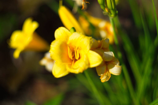 квітучі жовті лілії, освітлені сонцем крупним планом
 - Фото, зображення
