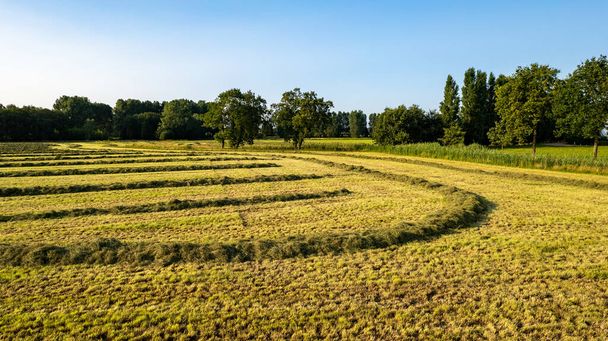 Veduta aerea di un campo agricolo con linee di prato appena falciato a temperature calde in una giornata estiva soleggiata, scattata con un drone - Foto, immagini