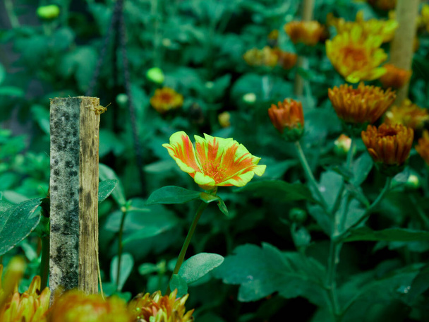 Квіткова деревина, представлена для підтримки рослин навколо садового поля
. - Фото, зображення
