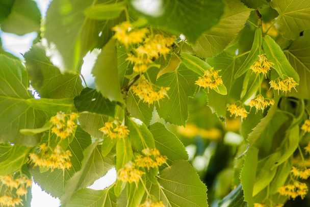 リンデンの木の枝に小さな葉を持つ黄色の花  - 写真・画像